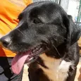 Docinho