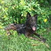 Cachorro ra a mix pastor belga idade 4 anos nome Benê