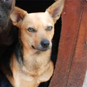 Cachorro raça SRD idade 6 ou mais anos nome Amélia