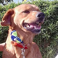 Cachorro ra a SRD idade 5 anos nome Helly