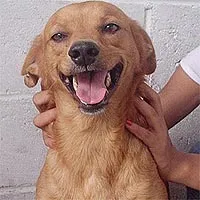 Cachorro ra a SRD idade 5 anos nome Helly