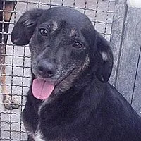 Cachorro ra a SRD idade 6 ou mais anos nome Trius