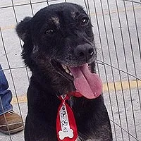 Cachorro ra a SRD idade 6 ou mais anos nome Trius