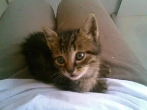 Gato raça SRD idade Abaixo de 2 meses nome Ally