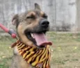 Fido