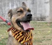 Cachorro ra a SRD idade 4 anos nome Fido