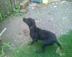 Cachorro ra a o mehor idade 2 anos nome pretim