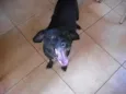pretim