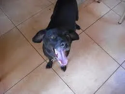 Cachorro ra a o mehor idade 2 anos nome pretim