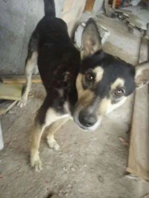 Cachorro raça Vira Lata idade 3 anos nome Joãozinho