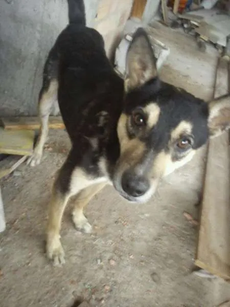 Cachorro ra a Vira Lata idade 3 anos nome Joãozinho
