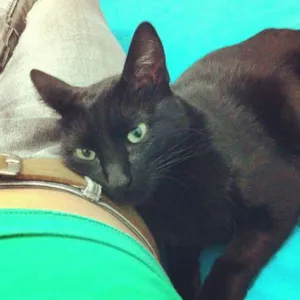 Gato raça vira lata idade 1 ano nome Miucha