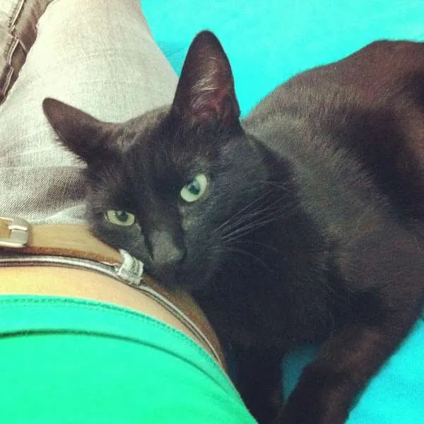 Gato ra a vira lata idade 1 ano nome Miucha