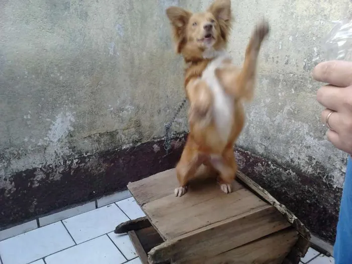 Cachorro ra a Indefinida idade 2 a 6 meses nome Max