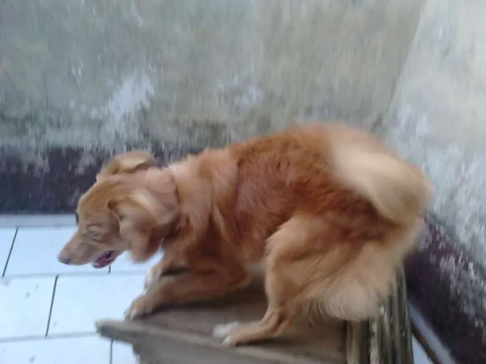 Cachorro ra a Indefinida idade 2 a 6 meses nome Max