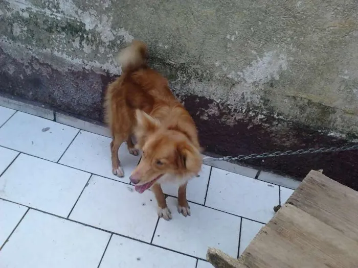 Cachorro ra a Indefinida idade 2 a 6 meses nome Max