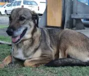 Cachorro ra a SRD idade 5 anos nome Susy