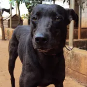 Cachorro ra a SRD idade 4 anos nome Krika