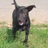 Cachorro ra a SRD idade 4 anos nome Gibinha