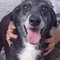 Cachorro ra a SRD idade 6 ou mais anos nome Petty