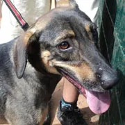 Cachorro raça SRD idade 4 anos nome Pedro Henrique