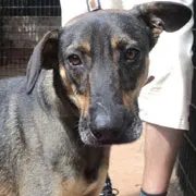 Cachorro raça SRD idade 4 anos nome Pedro Henrique