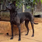 Cachorro ra a SRD idade 4 anos nome Jordan