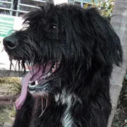 Cachorro ra a Mestiço de Sheepdog idade 4 anos nome Jorjão