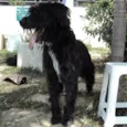 Jorjão