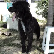 Cachorro ra a Mestiço de Sheepdog idade 4 anos nome Jorjão