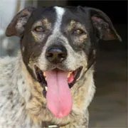 Cachorro raça SRD idade 6 ou mais anos nome Tranqueira