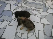 Cachorro raça mista idade 2 a 6 meses nome a escolher