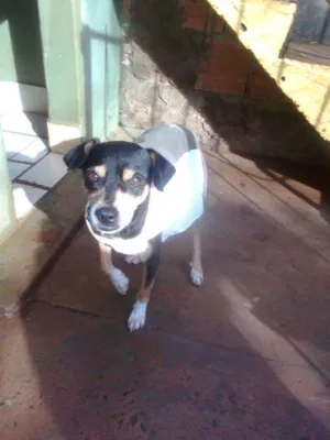 Cachorro raça misturadim idade 2 anos nome vc..escolhe