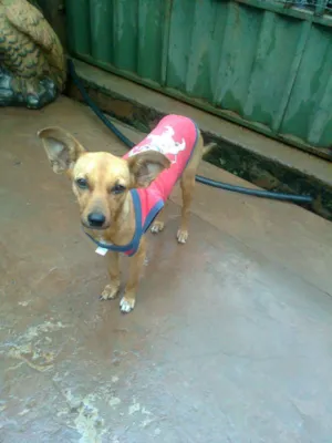 Cachorro raça misturado idade 2 anos nome vc escolhe