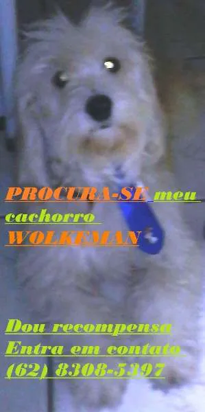 Cachorro raça Poodle idade 6 ou mais anos nome wolkeman