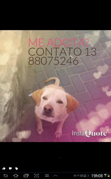 Cachorro ra a srd idade 2 anos nome ísis