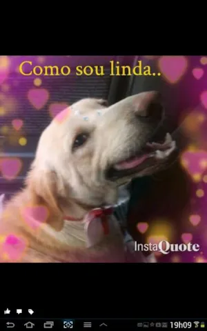 Cachorro raça  idade 2 anos nome ísis