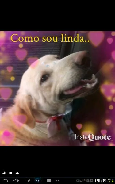 Cachorro ra a  idade 2 anos nome ísis