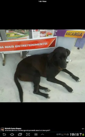 Cachorro raça srd idade 1 ano nome Bernardo