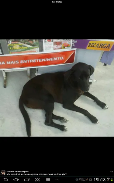 Cachorro ra a srd idade 1 ano nome Bernardo