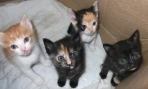 Gato raça SRD idade 2 a 6 meses nome Pretinhas