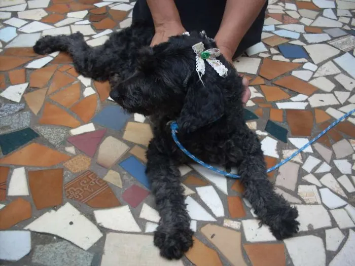 Cachorro ra a Poodle idade  nome Pretinha