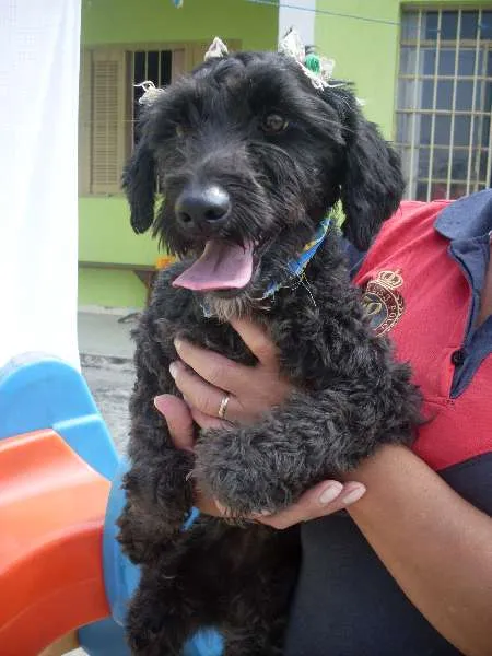Cachorro ra a Poodle idade  nome Pretinha
