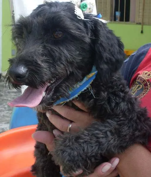 Cachorro ra a Poodle idade  nome Pretinha