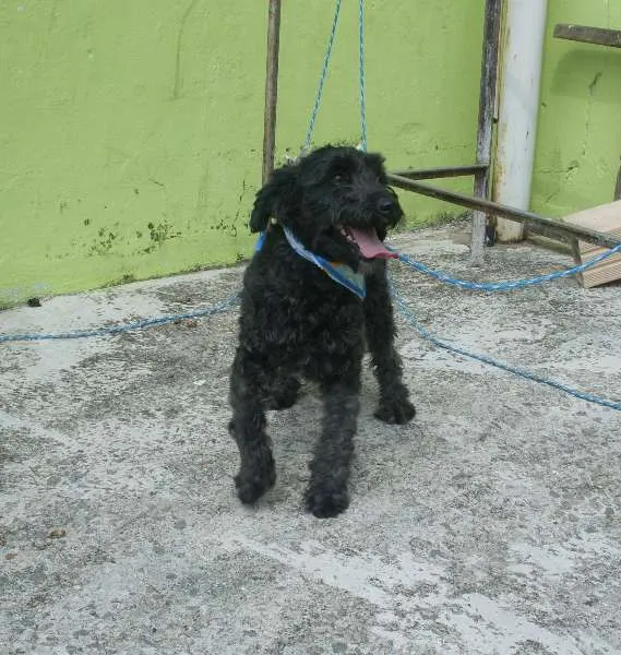 Cachorro ra a Poodle idade  nome Pretinha