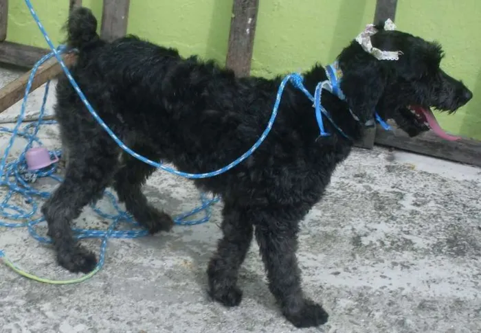 Cachorro ra a Poodle idade  nome Pretinha