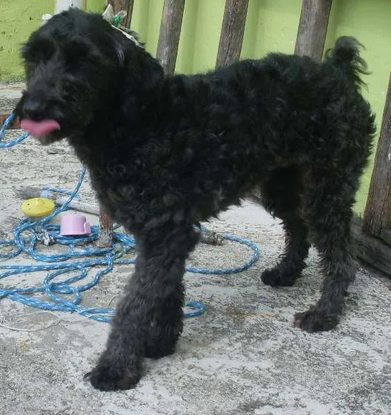 Cachorro ra a Poodle idade  nome Pretinha