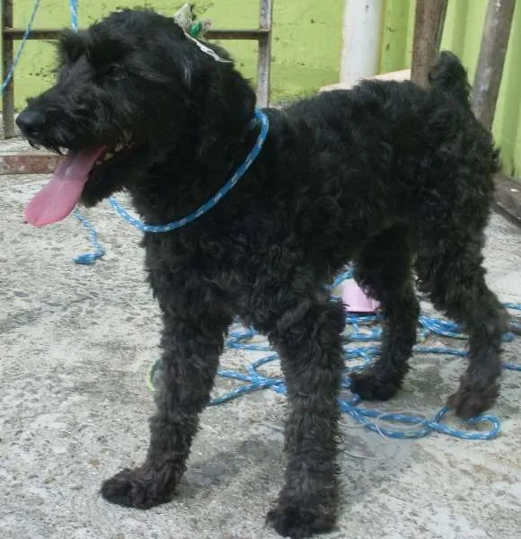 Cachorro ra a Poodle idade  nome Pretinha
