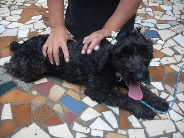 Cachorro ra a Poodle idade  nome Pretinha