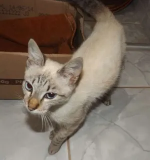 Gato raça SRD idade 2 a 6 meses nome Tico e Teco